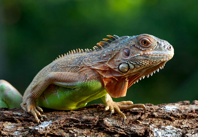 Fins and Tails web N 10 (1)